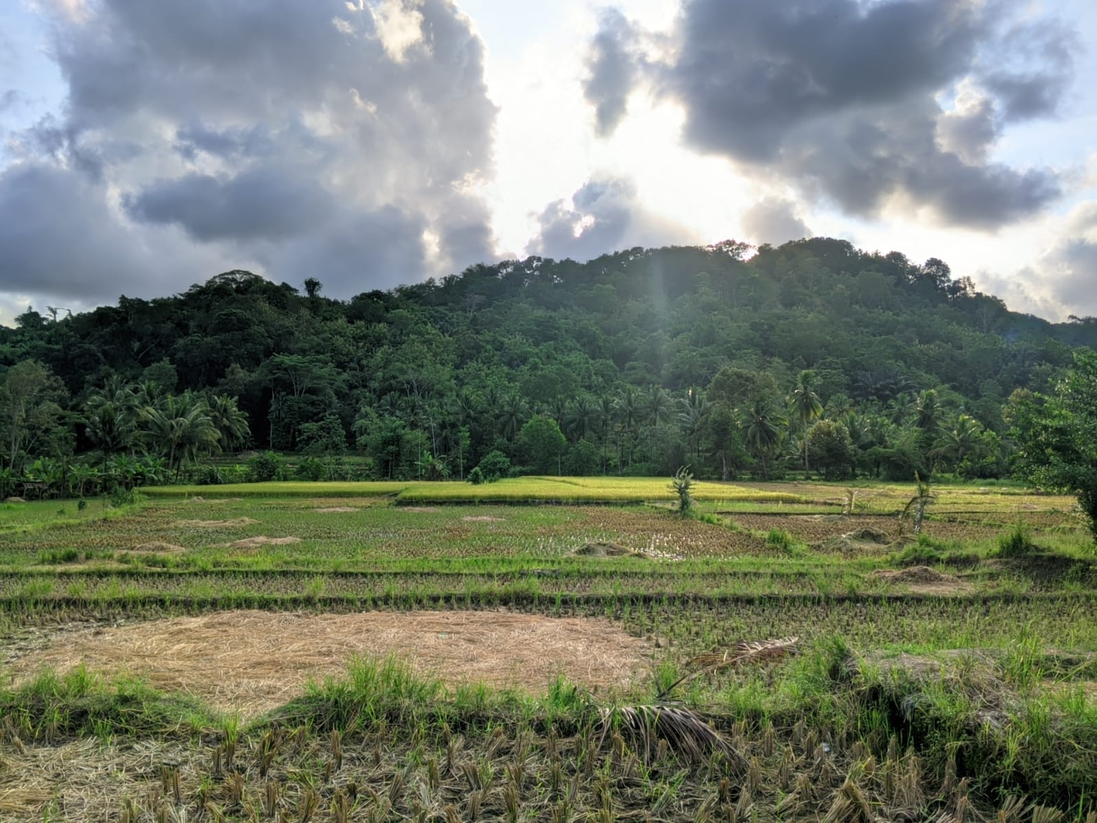 Pelatihan Petani Kopi